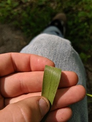 Dichanthelium scribnerianum