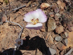 Calochortus dunnii