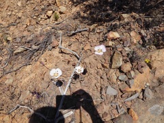 Calochortus dunnii