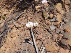 Calochortus dunnii