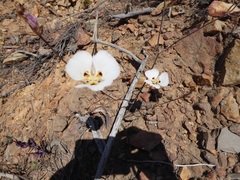 Calochortus dunnii