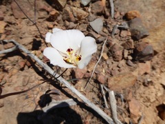 Calochortus dunnii