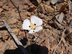 Calochortus dunnii