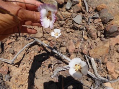 Calochortus dunnii