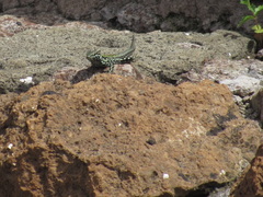 Podarcis muralis nigriventris