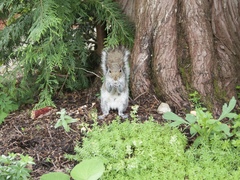 Sciurus carolinensis