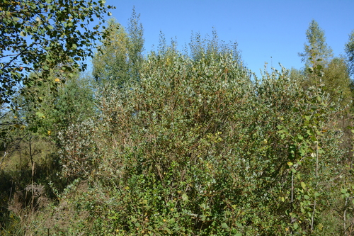 Image of Salix starkeana by no rights reserved