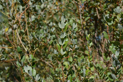Image of Salix starkeana by no rights reserved