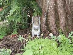 Sciurus carolinensis