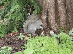 Sciurus carolinensis