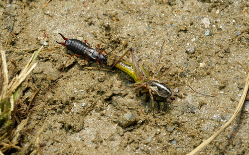 Saddleback Harvestman, East Tyrol, Austria, photo 7 of 10