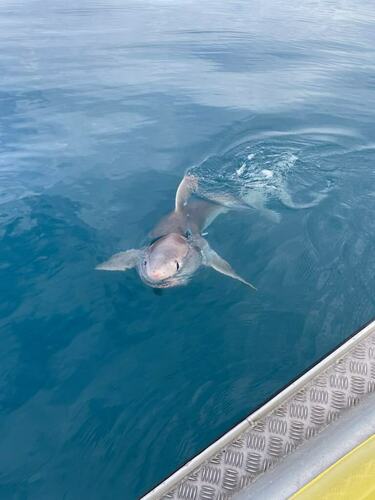 Porbeagle (Lamna nasus) — Lamnidae — 3