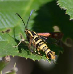 Synanthedon bibionipennis