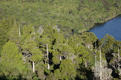 Libocedrus bidwillii