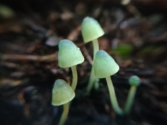 Mycena flavovirens