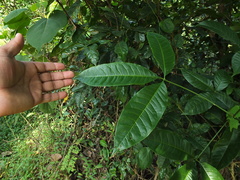 Melicope lunu-ankenda