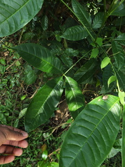 Melicope lunu-ankenda