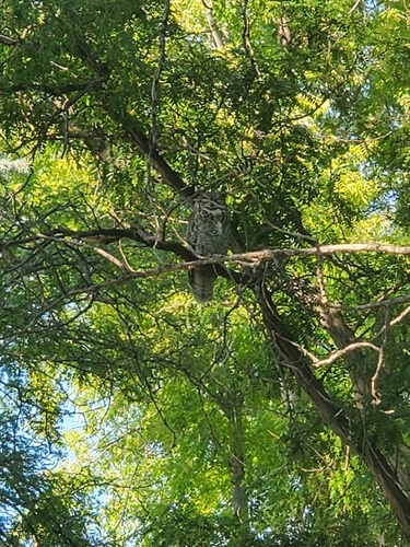 iNaturalist observation 2024-09-04