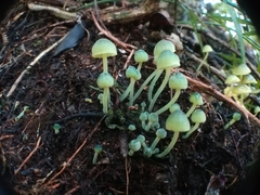 Mycena flavovirens