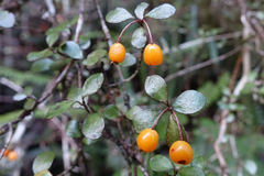 Neomyrtus pedunculata