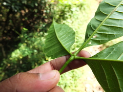 Melicope lunu-ankenda