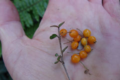 Neomyrtus pedunculata