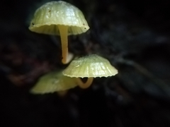 Mycena flavovirens