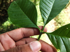 Melicope lunu-ankenda