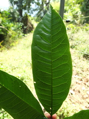 Melicope lunu-ankenda