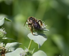 Melissodes comptoides