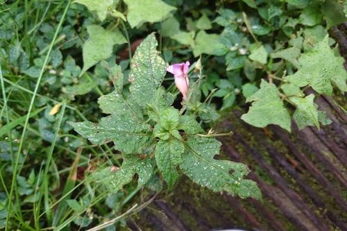 Image of Impatiens uniflora by (c) 如此甚好, some rights reserved (CC BY)