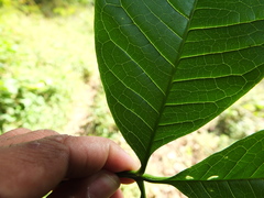 Melicope lunu-ankenda