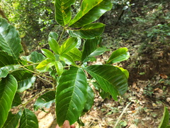Melicope lunu-ankenda