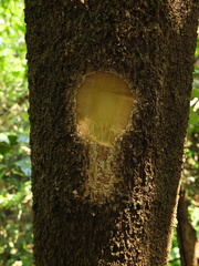 Melicope lunu-ankenda