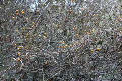 Neomyrtus pedunculata