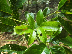 Melicope lunu-ankenda