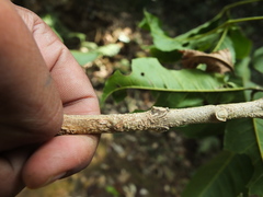 Melicope lunu-ankenda