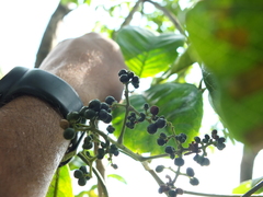 Melicope lunu-ankenda