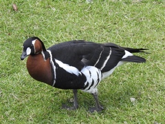 Branta ruficollis