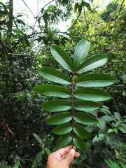 Meliosma pinnata