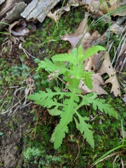 Aureolaria pedicularia