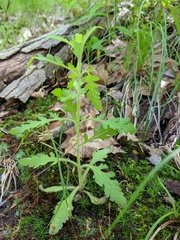 Aureolaria pedicularia