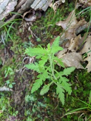 Aureolaria pedicularia