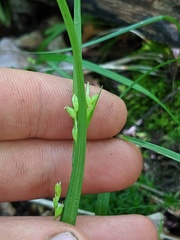Carex laxiflora