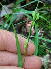 Carex laxiflora