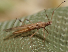 Berytinus montivagus