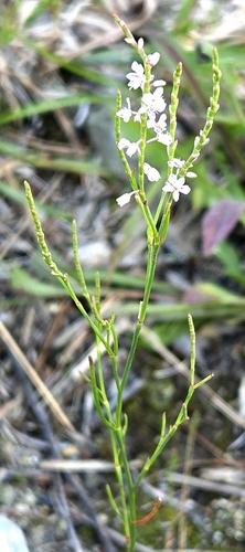 Coastal jointweed (Polygonella articulata)