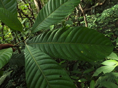 Meliosma simplicifolia simplicifolia