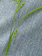 Carex laxiflora
