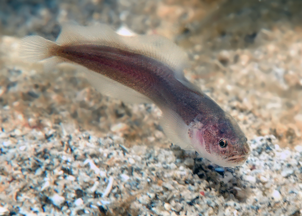 Didymothallus